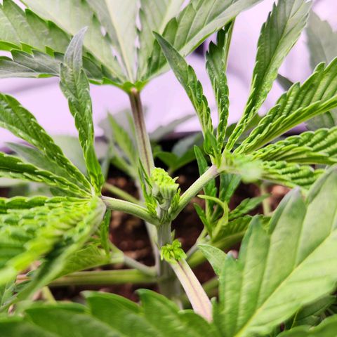 Watermelon RQS growlog photo: Fim