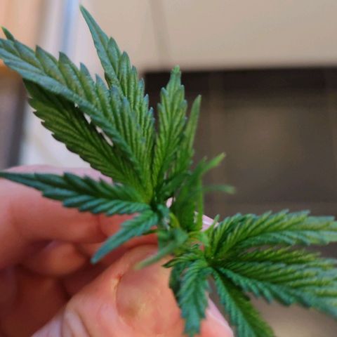 Critical RQS growlog photo: Top