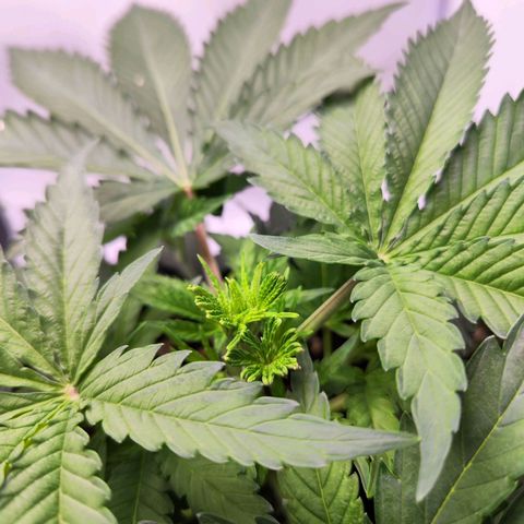 Watermelon RQS growlog timeline photo