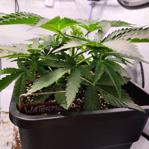 Watermelon RQS growlog timeline photo