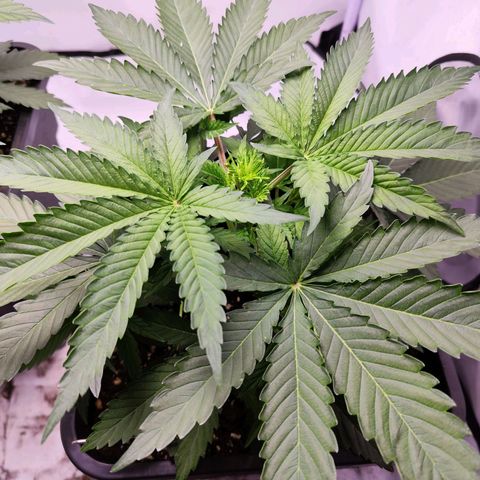 Watermelon RQS growlog timeline photo