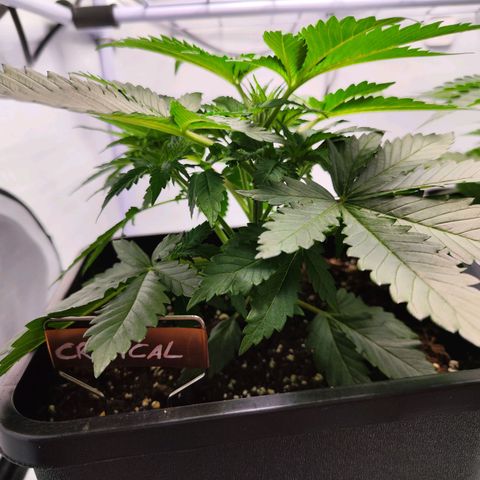 Critical RQS growlog timeline photo