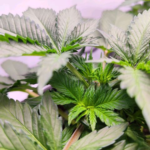 Critical RQS growlog timeline photo