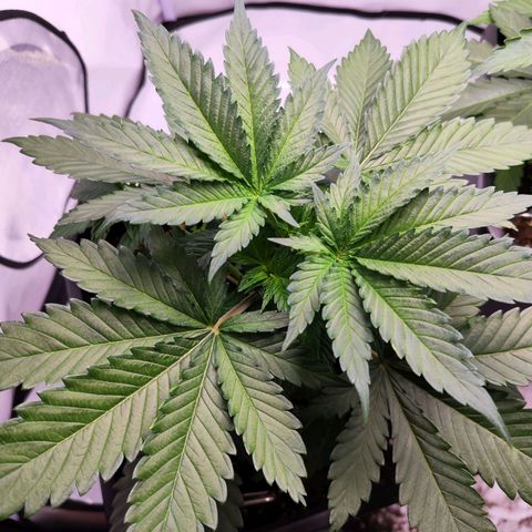 Critical RQS growlog timeline photo