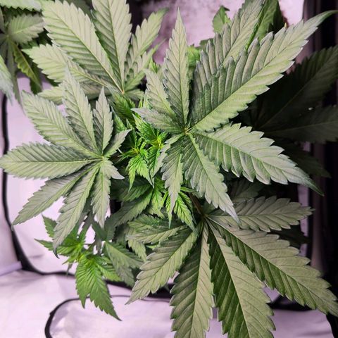 Critical RQS growlog timeline photo