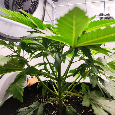 Critical RQS growlog timeline photo