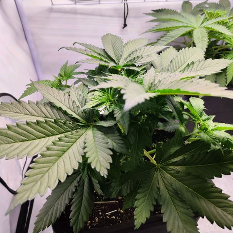 Critical RQS growlog timeline photo