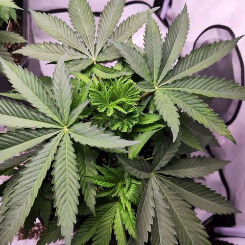 Watermelon RQS growlog timeline photo