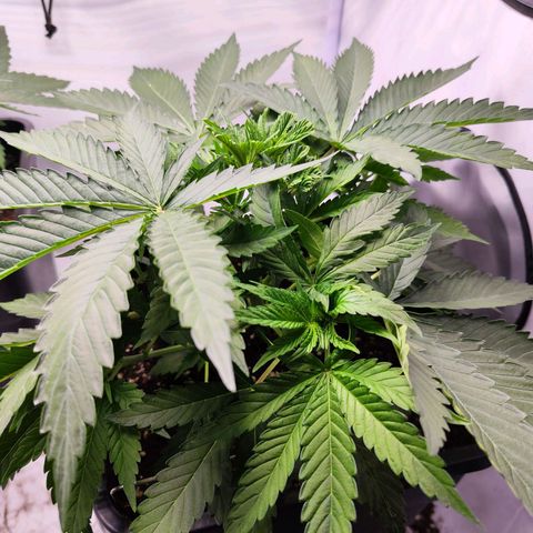 Watermelon RQS growlog timeline photo