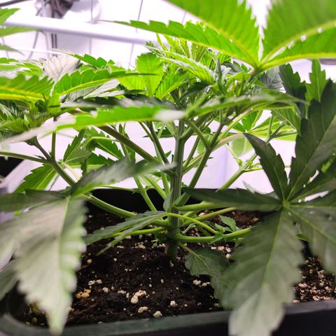 Watermelon RQS growlog timeline photo