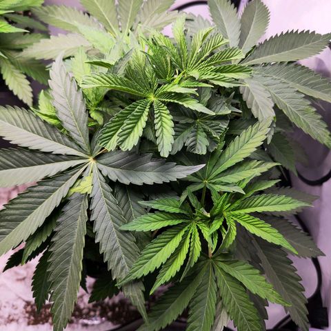 Watermelon RQS growlog timeline photo