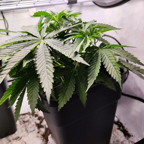 Watermelon RQS growlog timeline photo