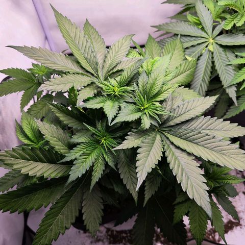 Critical RQS growlog timeline photo