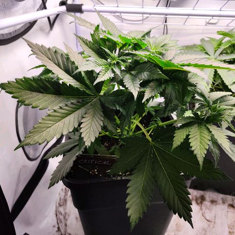 Critical RQS growlog timeline photo