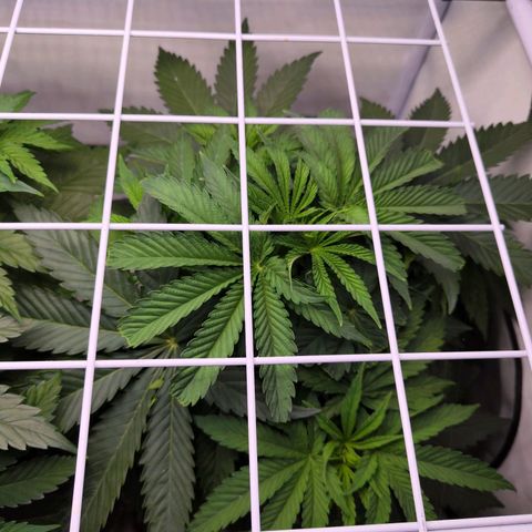 Watermelon RQS growlog timeline photo