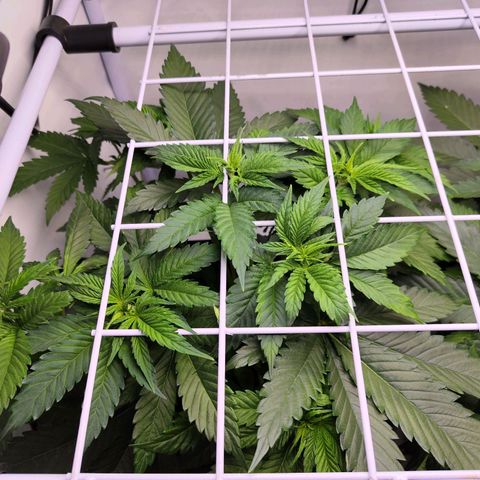 Critical RQS growlog timeline photo