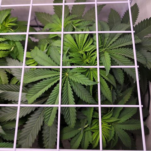 Watermelon RQS growlog timeline photo