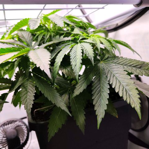 Watermelon RQS growlog timeline photo