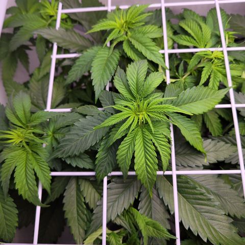 Critical RQS growlog timeline photo
