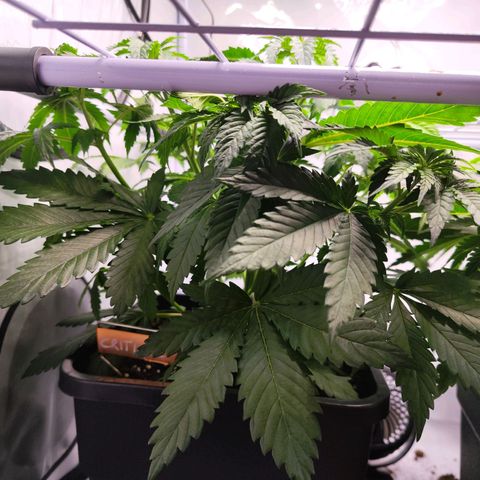 Critical RQS growlog timeline photo