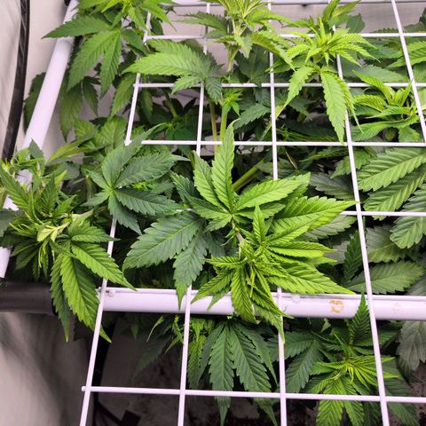 Critical RQS growlog timeline photo
