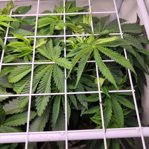 Watermelon RQS growlog timeline photo