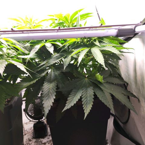 Watermelon RQS growlog timeline photo