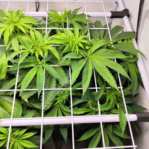 Watermelon RQS growlog timeline photo