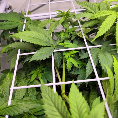 Critical RQS growlog timeline photo