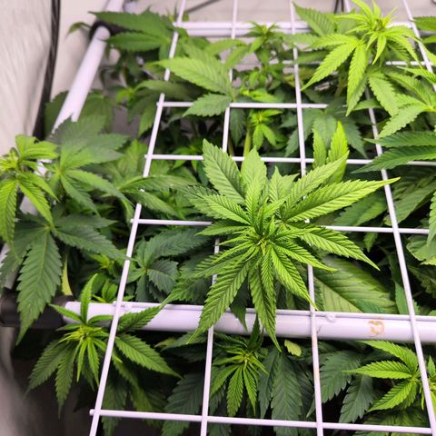 Critical RQS growlog timeline photo