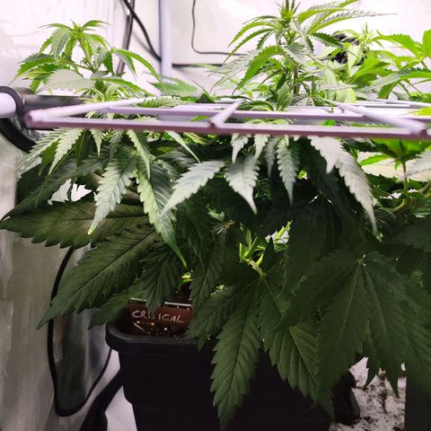 Critical RQS growlog timeline photo