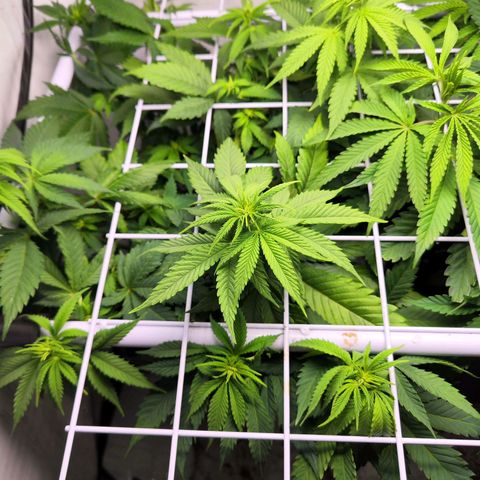 Critical RQS growlog timeline photo