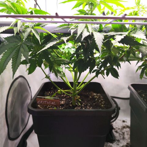 Critical RQS growlog timeline photo