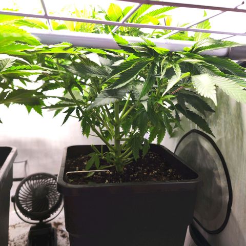 Watermelon RQS growlog timeline photo