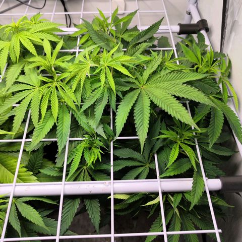 Watermelon RQS growlog timeline photo