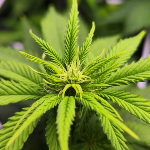 Critical RQS growlog timeline photo