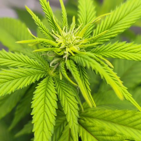 Critical RQS growlog timeline photo
