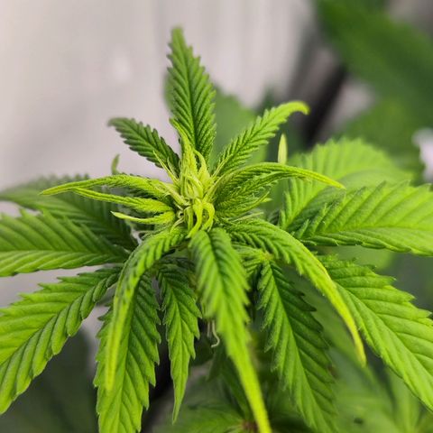 Critical RQS growlog timeline photo