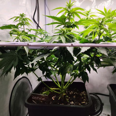 Critical RQS growlog timeline photo