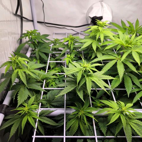 Critical RQS growlog timeline photo