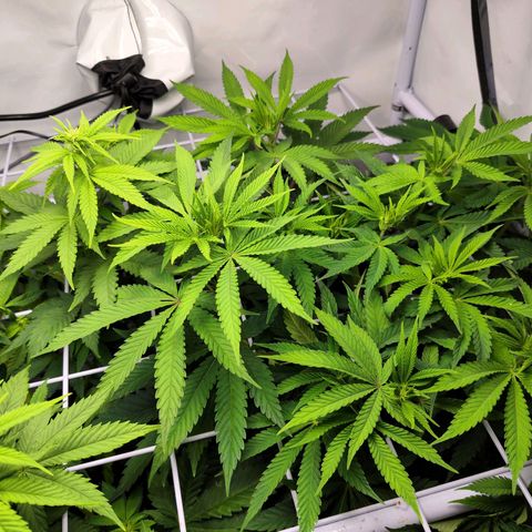 Watermelon RQS growlog timeline photo