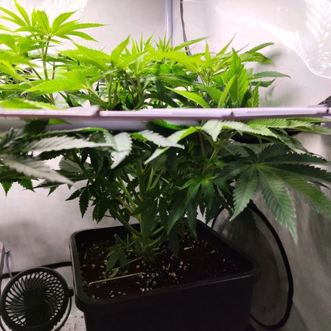 Watermelon RQS growlog timeline photo