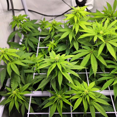 Critical RQS growlog timeline photo