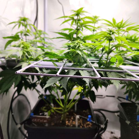 Critical RQS growlog timeline photo