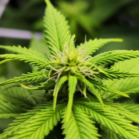 Critical RQS growlog timeline photo