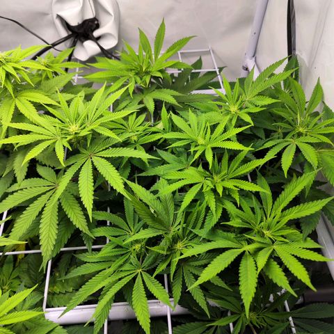 Watermelon RQS growlog timeline photo