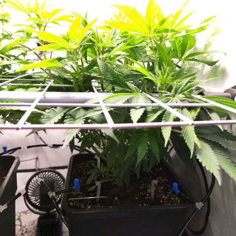 Watermelon RQS growlog timeline photo