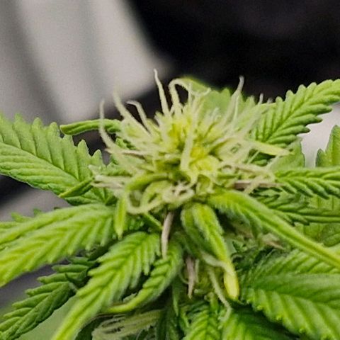 Critical RQS growlog timeline photo