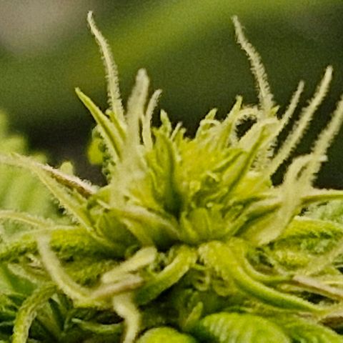 Critical RQS growlog timeline photo
