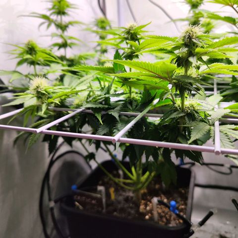 Critical RQS growlog timeline photo
